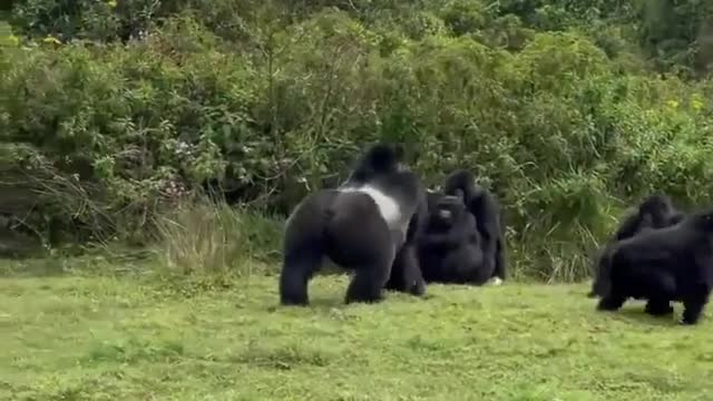 Gorillas