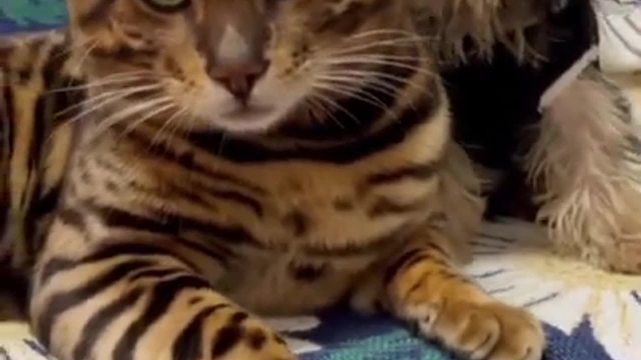 Funny animal videos 2023 part 27