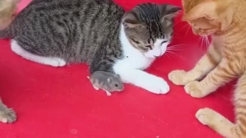 Dog and cat funny video #funny video #viral #rumble video