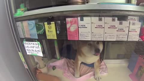 Doge Store Clerk (Shiba)--Shiba Inu In Tokyo