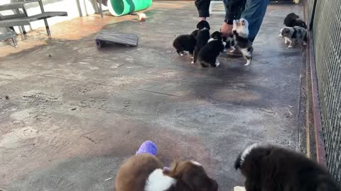 Toy and Mini Aussie litters play together at Lindsey’s Aussies. Litters are Badger, Becca and Betty.