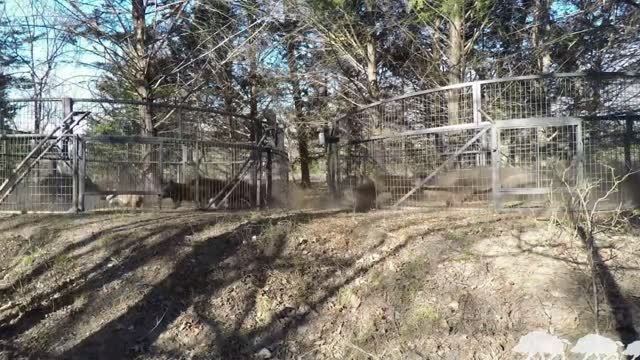 Encircle and suppress wild boars
