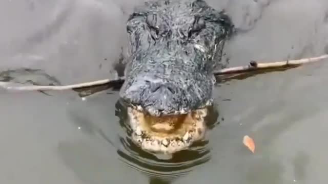 This is a beautiful and charming water-dwelling species