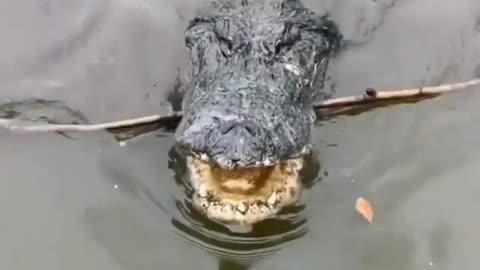 This is a beautiful and charming water-dwelling species