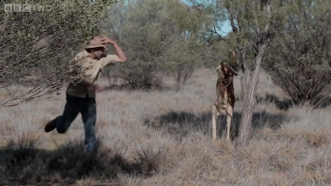 Don't mess with Roger the Kangaroo! | Kangaroo Dundee - BBC