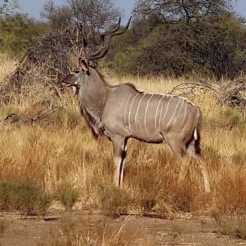 Watch this GIANT Kudu Surprise its Way into South African Dam!