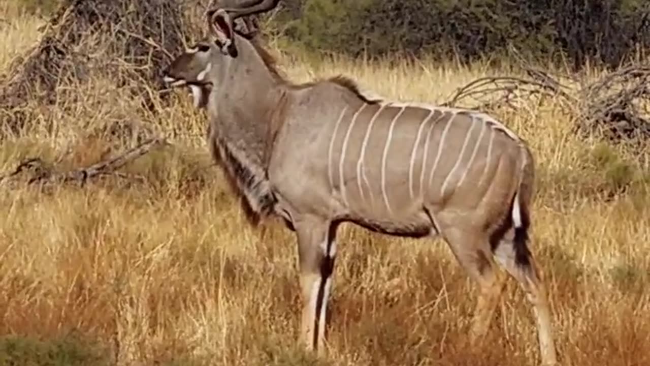 Watch this GIANT Kudu Surprise its Way into South African Dam!