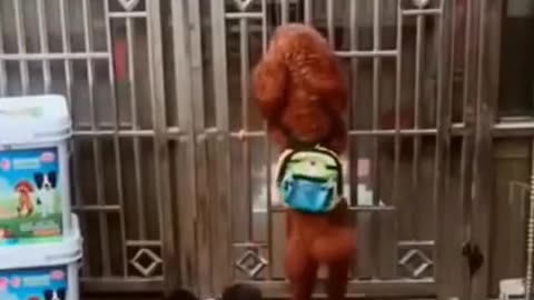 Funny Dog Videos Creative Commons