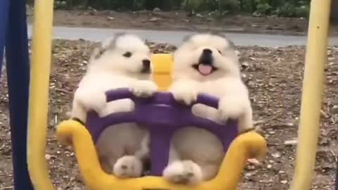 puppies on a swing