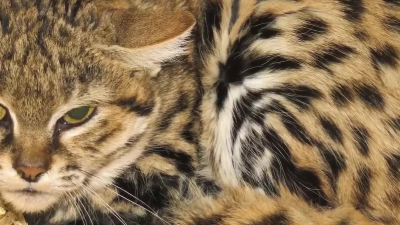 The Cutest Cat In Africa!