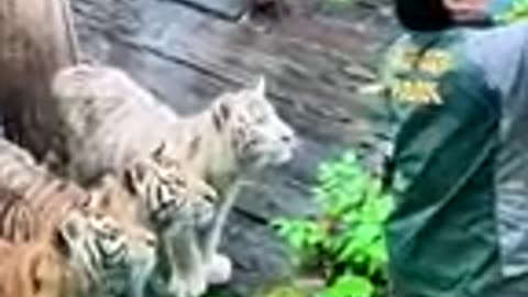 ❤😺 😺🐾😽 Cute baby tigers ❤😺 😺🐾😽