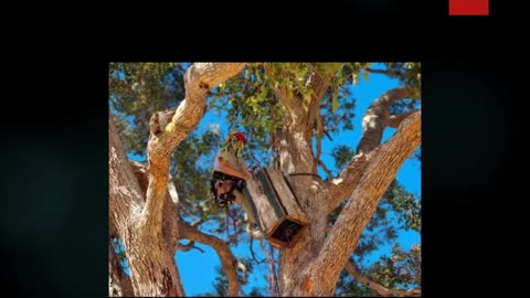 Best Tree Pruning in Yebble