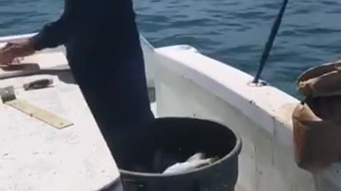 The most fortunate fisherman in the world.