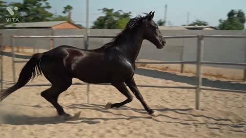 Horse training