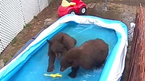 In California Four Bears Play In Backyard Pool