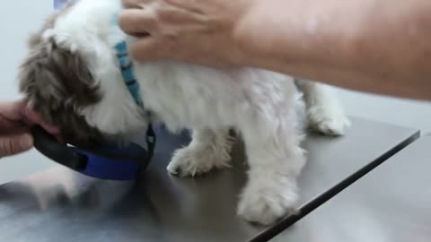 A 9-year-old Shih Tzu had a very painful right hind paw - ingrown toe nail