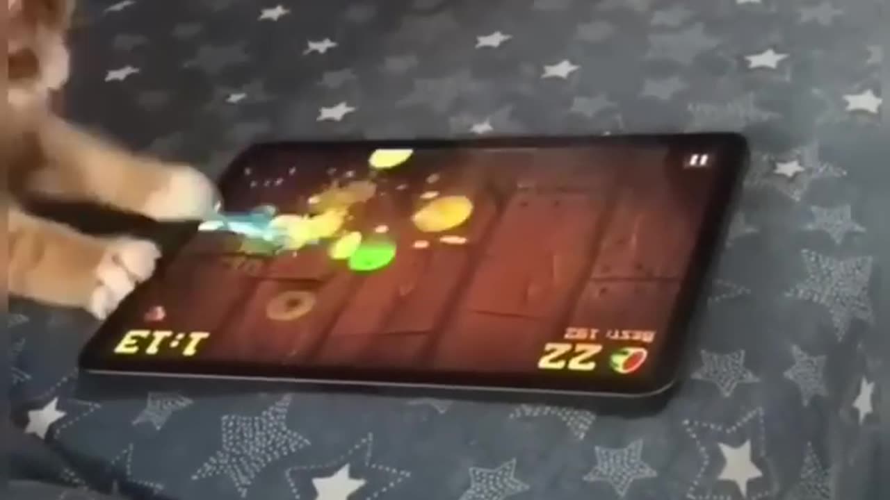Cute and funny cats playing games