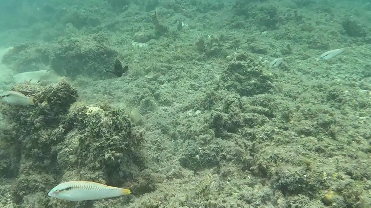 Snorkeling Day, Reviving Life Beneath the Waves: Witnessing a Coral Reef Reborn