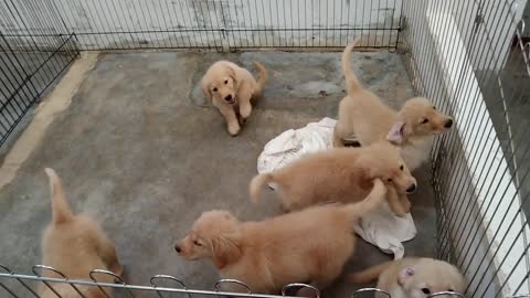 golden retriever puppies for sale