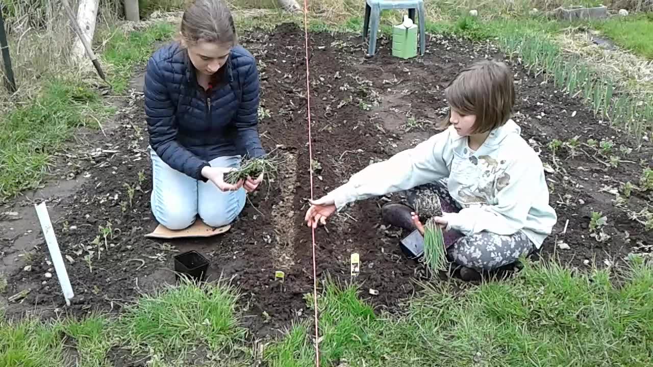 Planting Onions