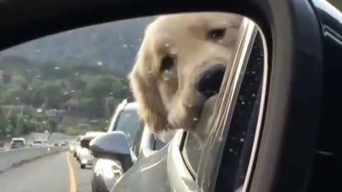 .A dog who likes to look in the mirror