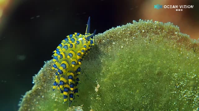 Yellow Costasiella