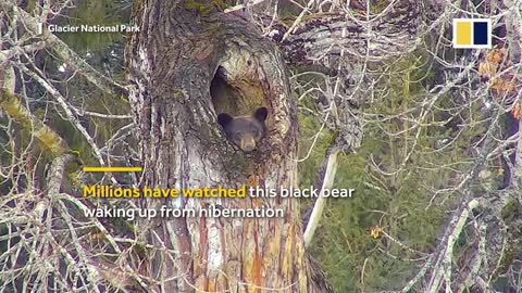 0:00 / 1:19 It’s not easy for a black bear to