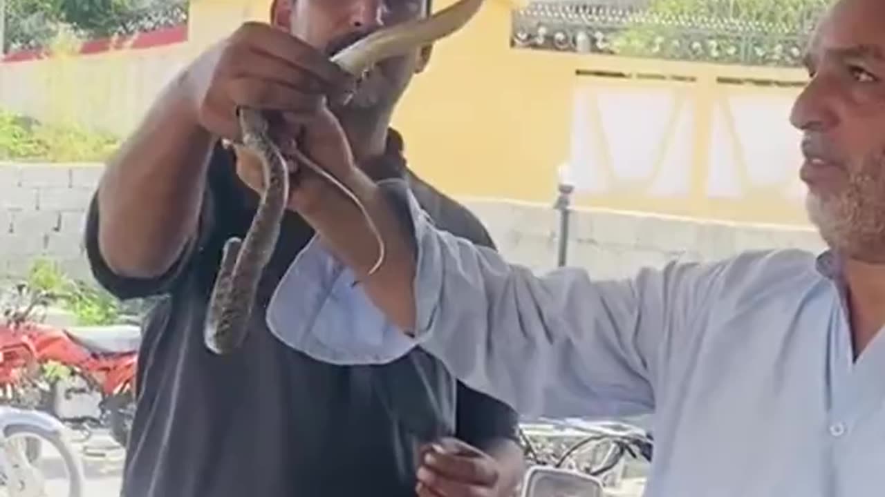 Don’t play with snakes