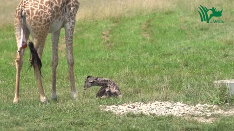 Baby Giraffe Tries to Stand and Takes His First Steps