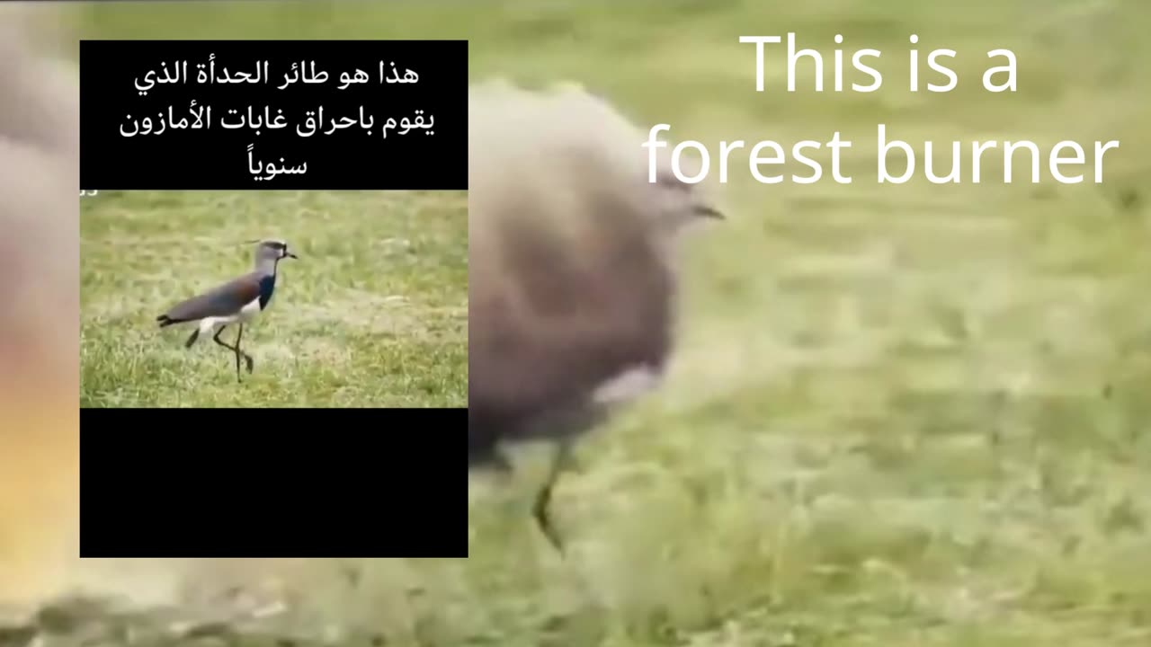 This is a forest burner