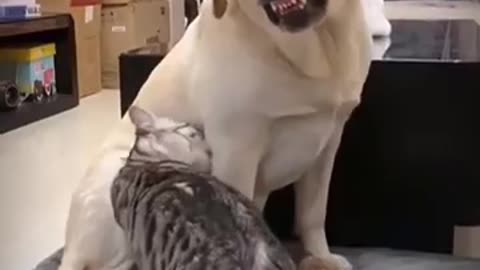 Try not to laugh really funny cat videos 🤣🤣