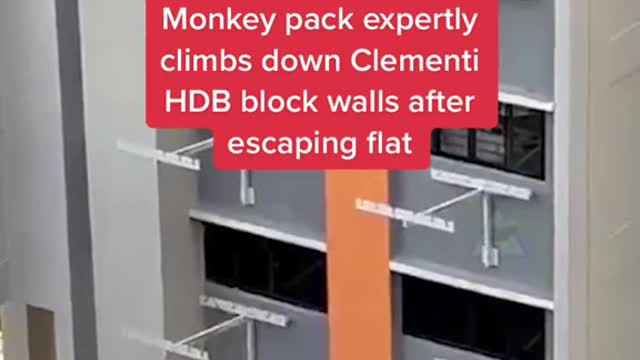 Monkey pack expertly climbs down Clementi HDB block walls after escaping flat