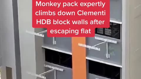 Monkey pack expertly climbs down Clementi HDB block walls after escaping flat