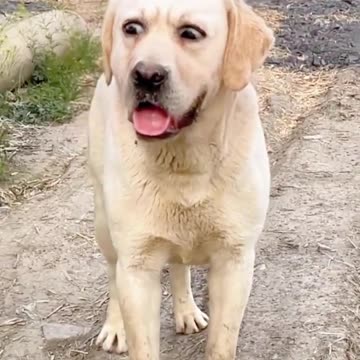 🐶Watch These Dogs Crack You Up🤣 | Animals LOL Moments #funnyanimals #funnydogs.