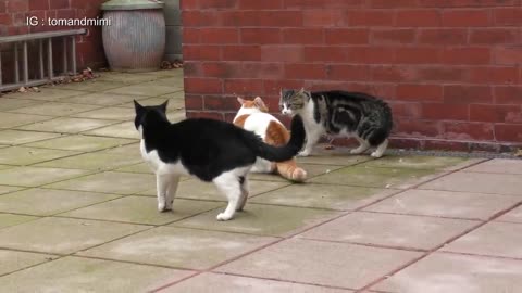 Cat Fight Compilation Video