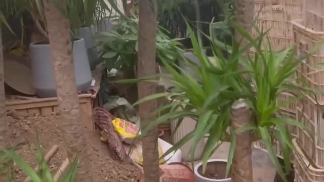 beautiful potted plants
