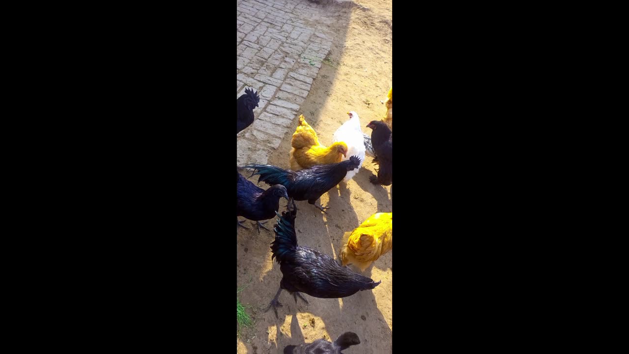 Hen 🐔 fancy video