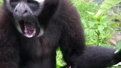 #Fun with monkey