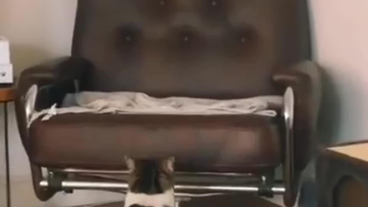 Cat πΈπΈπ