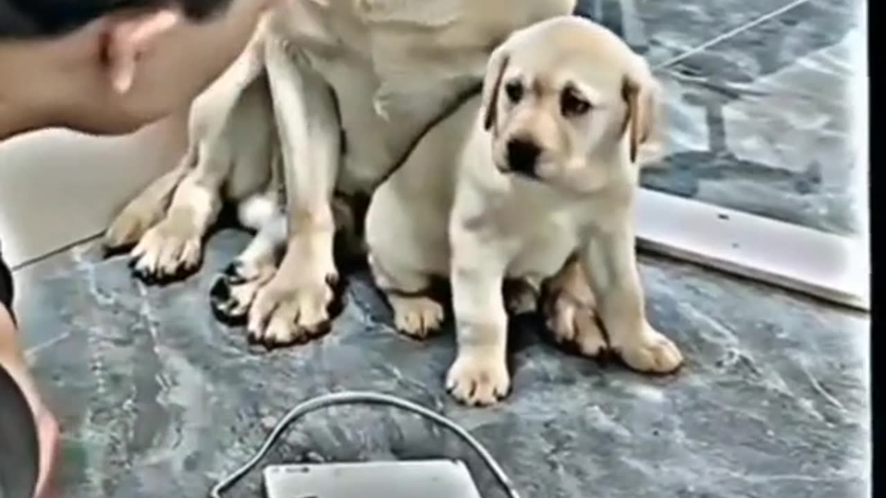 Dog mother protecting her child #viral