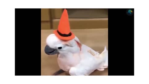 Parrot with his cool hat! 😍😂