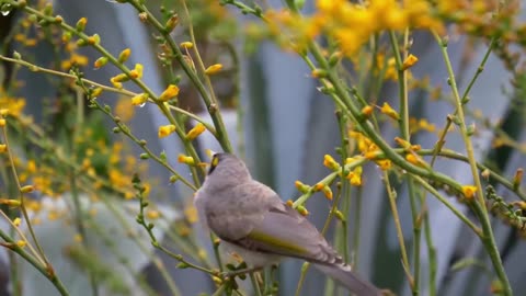 AMAZING BIRDS Beautiful birds inhabit all terrestrial on the planet earth