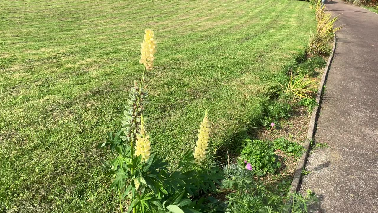 Oct 2023 Westhill wild plants trees with leaves