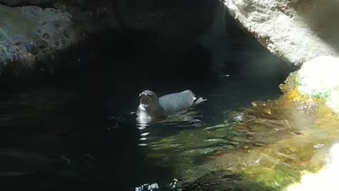 Penguins 🐧