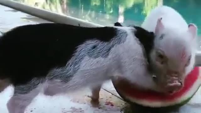 9 produtos para animais de estimação favoritos do culto que você deve conhecer