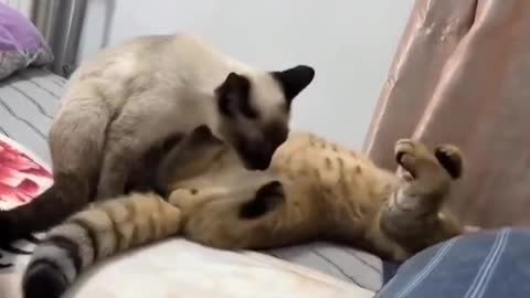 Cat funny moment