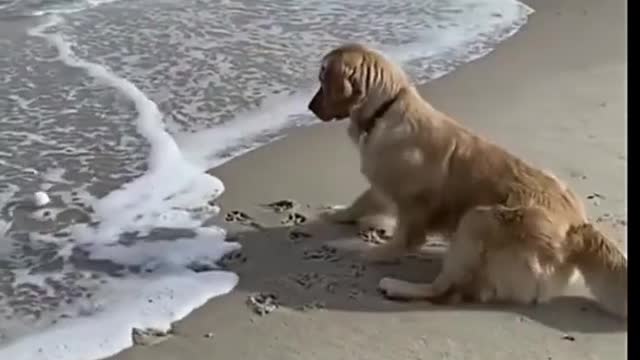 Funny scared dog vs ocean 😀