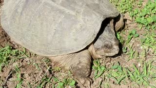 Huge Snapping turtle laying eggs, I don't want them in my pond!