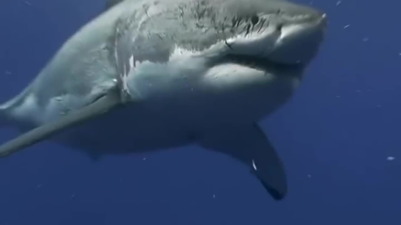 Why Is There No Great White Shark In Any Aquarium Of The World