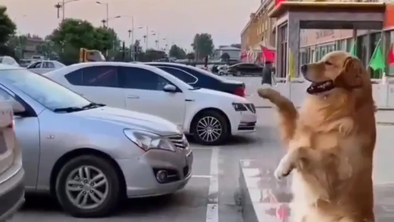 Funny animals